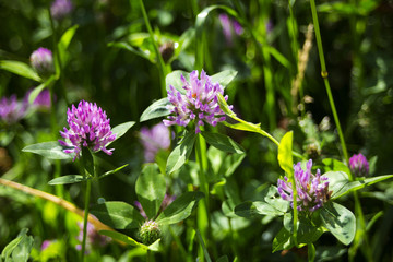 Purple shamrock flowers