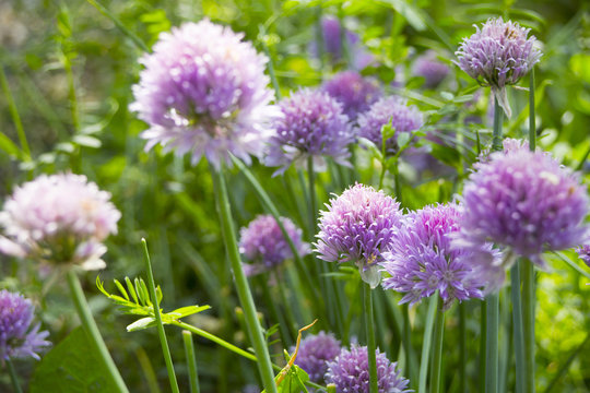 Fototapeta Garlic flower
