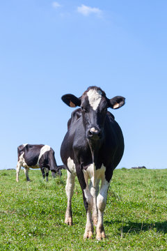 Young  black and white Holstein dairy cow in a lush pasture standing facing the camera with the herd grazing in the background against a blue sky