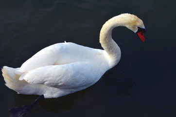white swan swimming in baltic sea