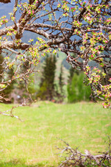 Natural background with tree branches