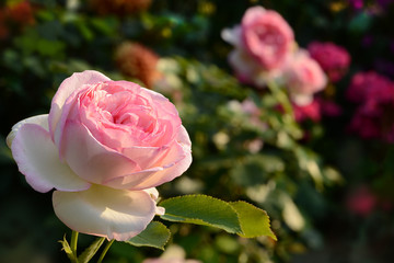 Blumen 595