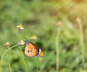 beautiful butterflies and Flowers with light rays and warm tone