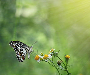 beautiful butterflies and Flowers with light rays and warm tone