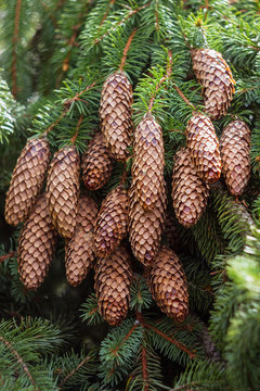 Closeup of pine cones