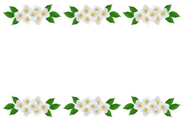 branch of jasmine flowers isolated on white background. spring