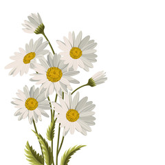 Beautiful white daisies