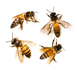 set of bee on white background