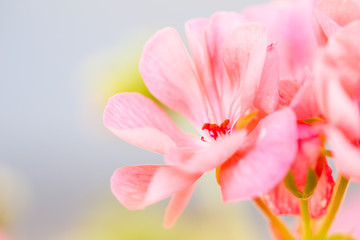 An isolated, off centre composition of a delicate pink geranium flower. The petals are soft and delicate. The back ground is in soft focus.