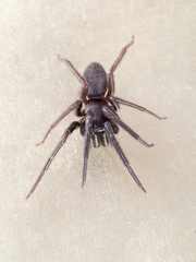Segestria florentina - aka web or cellar spider. On pale background.