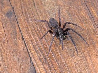 Segestria florentina - aka web or cellar spider on wooden background