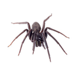 Segestria florentina - aka web or cellar spider. On hite. Facing.