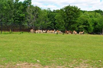A Herd of Silka Deer at a Rescue Zoo