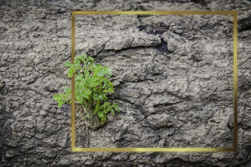 Small tree that grows in trees.