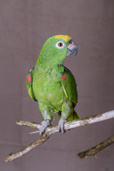 Vertical shot of green parrot perched on a wooden twig.  He is an Yellow Crowned Amazon from South America.