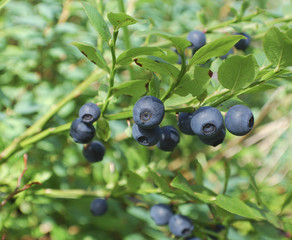 Blueberries (Vaccinium myrtillus) branch in the forest.