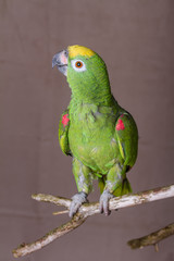 Vertical shot of green parrot perched on a wooden twig.  He is an Yellow Crowned Amazon from South America.