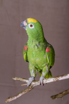 Fototapeta Vertical shot of green parrot perched on a wooden twig.  He is an Yellow Crowned Amazon from South America.