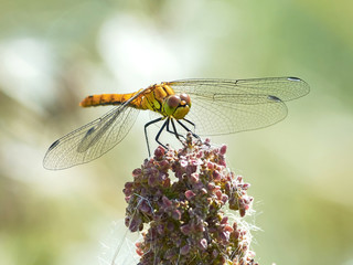 Vagrant darter (Sympetrum vulgatum)