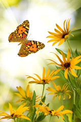 butterfly and flowers in the garden closeup