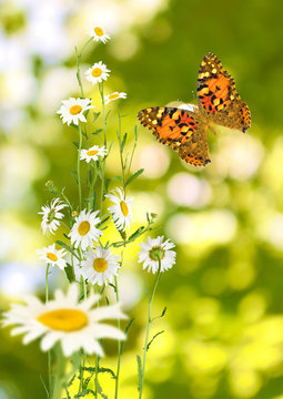 butterfly and flowers in the garden closeup