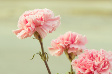 Pink carnation of retro vintage style