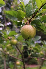 Apples on the tree 