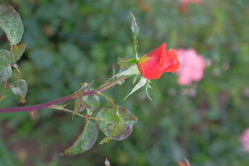 Fresh and natural rose