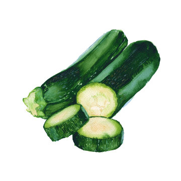 zucchini. isolated on white background. watercolor illustration.