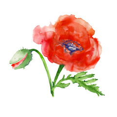 Poppy. isolated. watercolor illustration