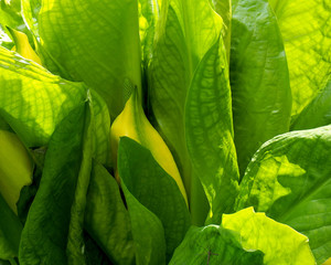 Fototapeta premium Skunk Cabbage