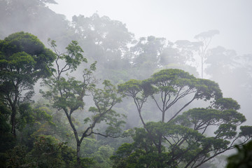 Naklejka premium misty jungle forest