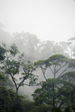 Fototapeta misty jungle forest