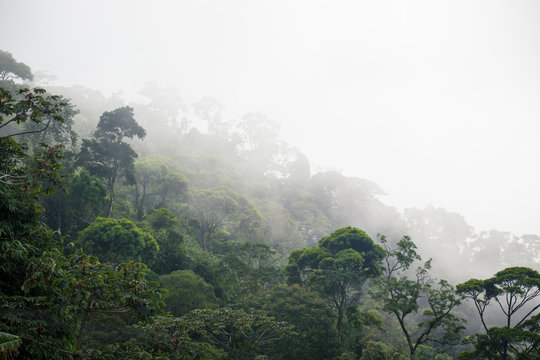 Fototapeta misty jungle forest