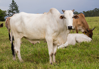 brazilian cows on a pasture