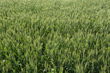 Barley field sunny summer day