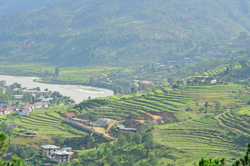 Fototapeta na wymiar Beautiful Rice Terraces in Punakha, Bhutan