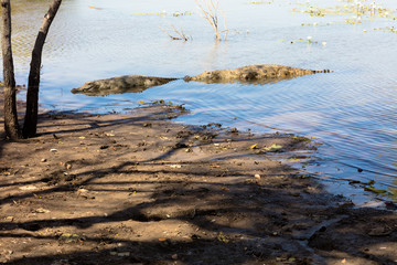 Sacred crocodile, Burkina Faso