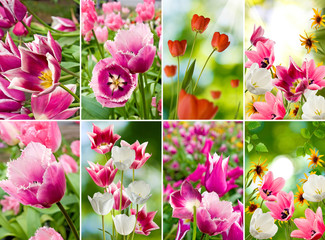 image of beautiful flowers in the garden closeup