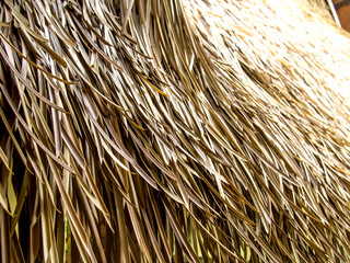 Dried coconut leaves texture