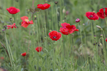 Poppy flowers