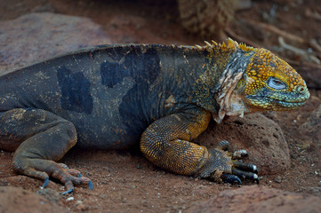 Conolophus subcristatus is land iguana on the ground

