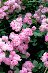 Obraz na płótnie Canvas beautiful pink roses
