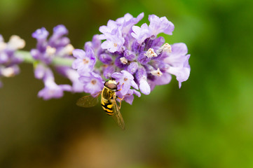 Kleine Biene am Lavendel