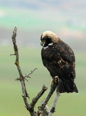 aguila imperial adulta en su atalaya
