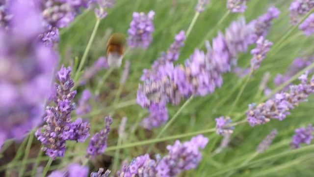 Bumblebee in the lavender field