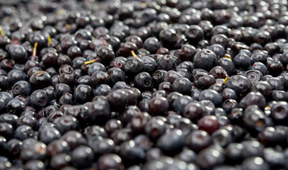 background blueberries close-up