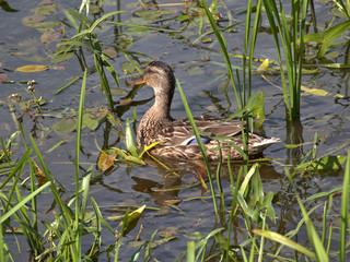 Mallard duck swims in the lake among the reeds © simta