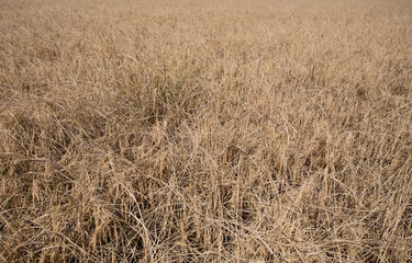 Fototapeta na wymiar Golden paddy rice field ready for harvest