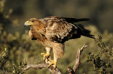 Damero de aguila imperial
